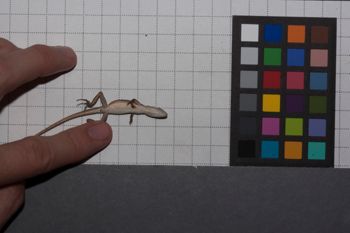 Media type: image;   Herpetology R-186860